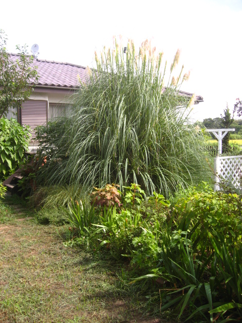 パンパスグラスの穂