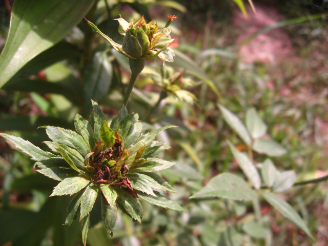 グリーンローズ