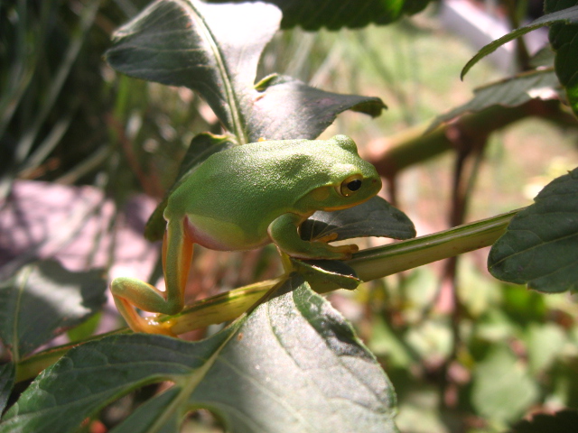シュレーゲル足長