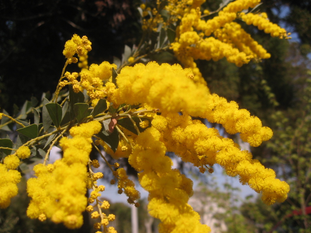 三角葉アカシア