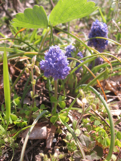 八重咲きムスカリ