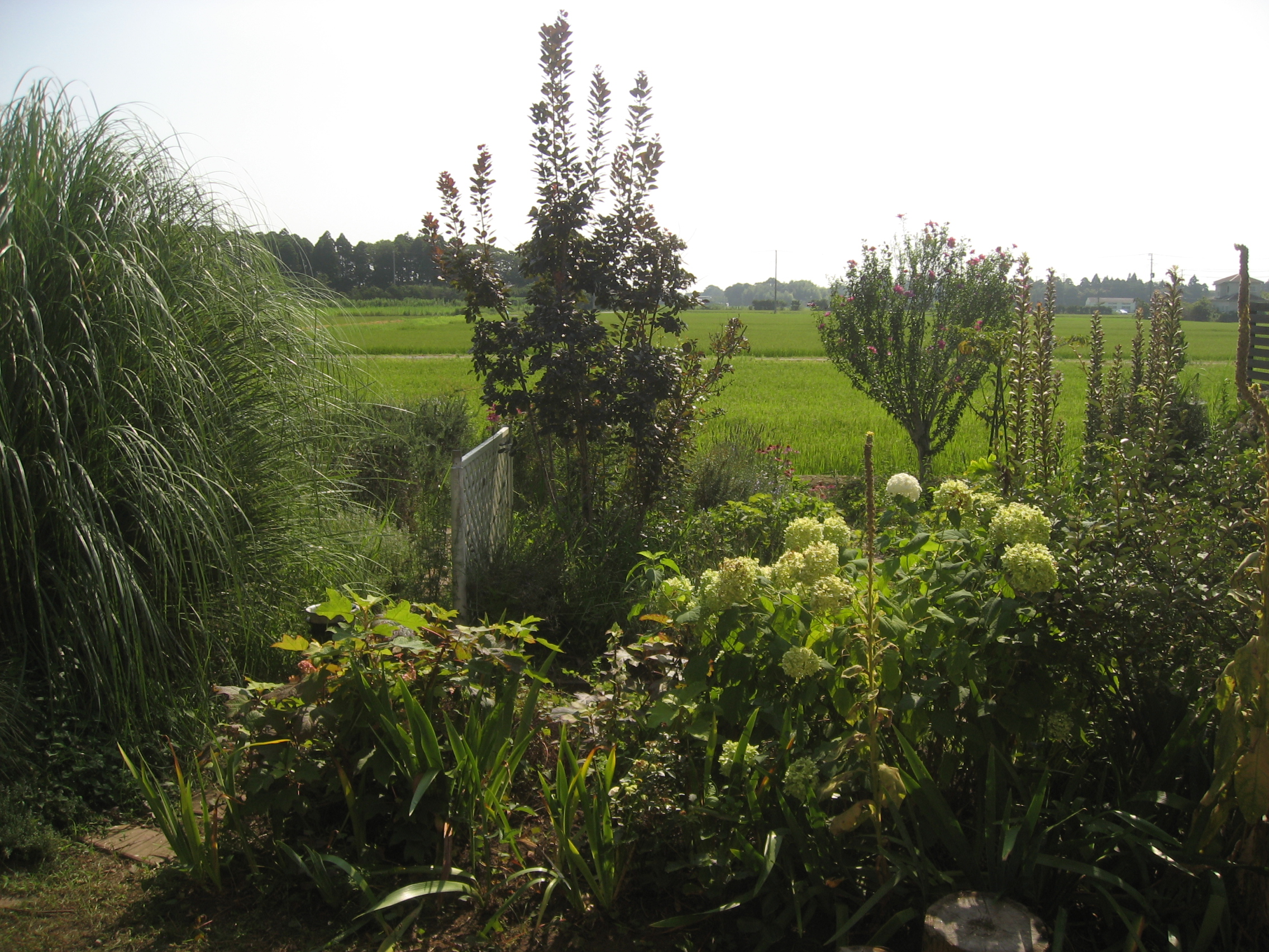 夏到来やあああ～