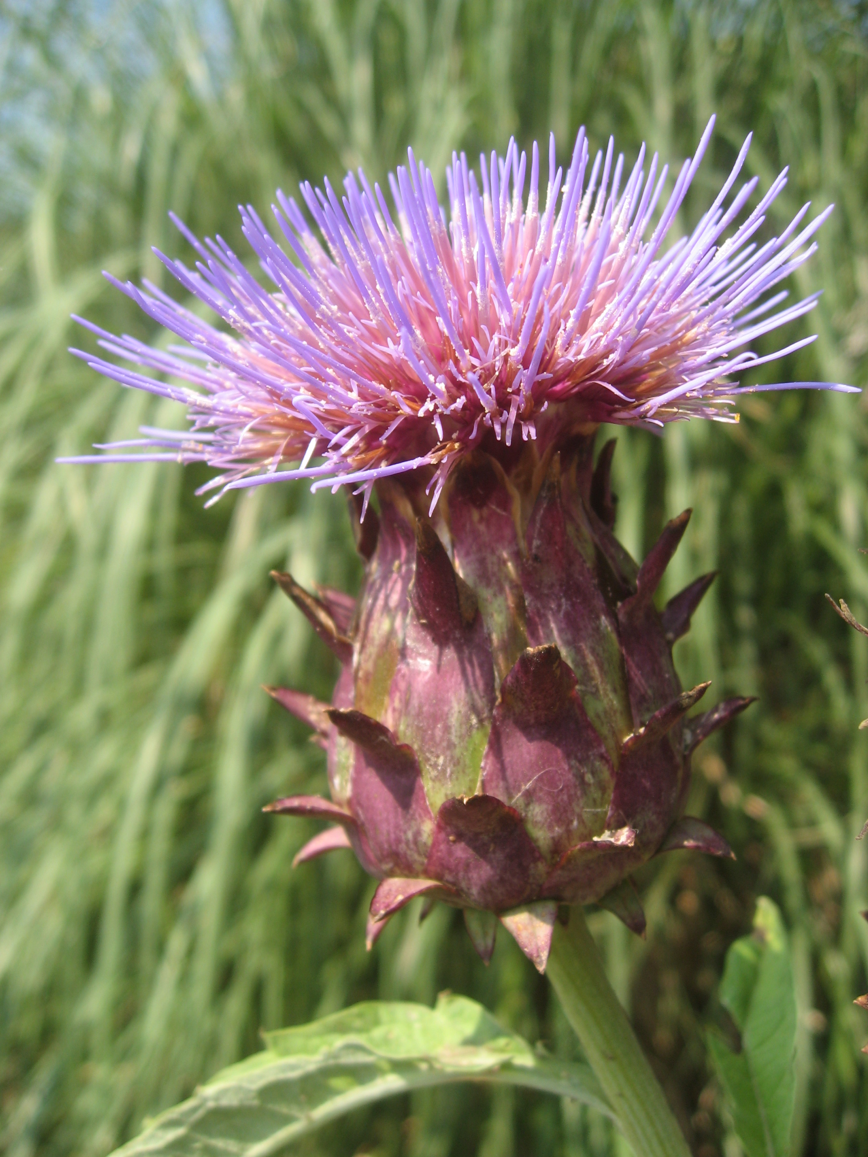 アーティチョーク