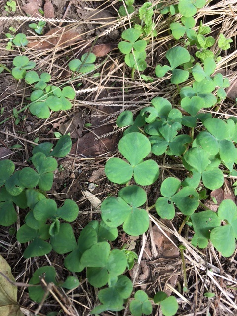 オキザリスの芽
