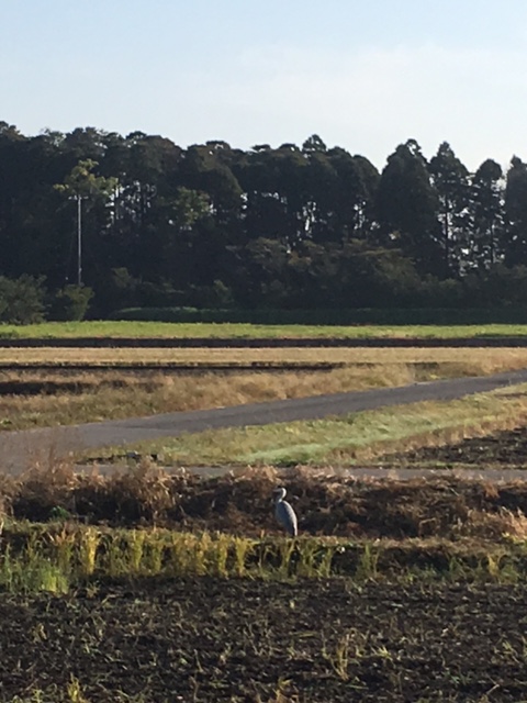 大きなトリ