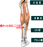 腓腹筋