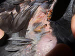 s-2008_0810.jpg