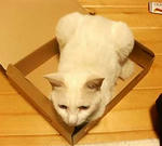 アマゾン猫