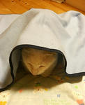 寒い猫
