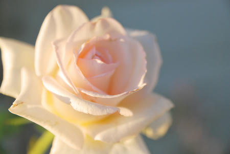 rose2.jpg