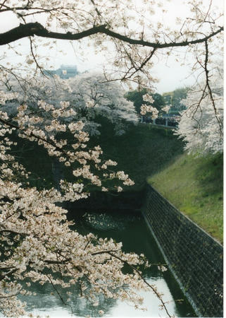 img293.jpg