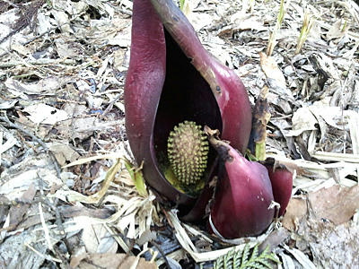 座禅草　宮の森自然園