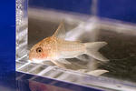 albolineatus_01_01.JPG