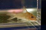 albolineatus_01_02.JPG