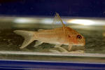albolineatus_01_03.JPG