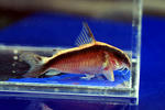 arcuatus_negro_01_04.JPG