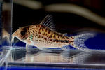 orphpnopterus_sp_tigure_01_02.JPG