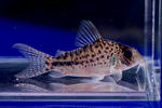 orphpnopterus_sp_tigure_01_04.JPG