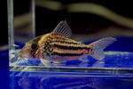 ornatus_sln_01_02.JPG