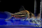 ornatus_sln_01_03.JPG