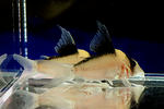 imitator_highfin_02_01.JPG