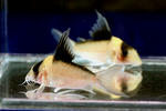 imitator_highfin_02_04.JPG