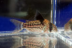 leucomelas_sp_01_01.JPG
