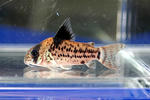 leucomelas_sp_01_03.JPG