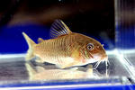 punctatus_xingu_01_01.JPG