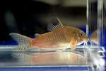 punctatus_xingu_01_02.JPG