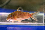 punctatus_xingu_01_03.JPG