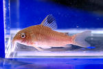 punctatus_amapa_01_03.JPG