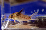 tocantins_sn_new_01_01.JPG