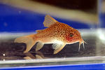 polystictus_spot_01_02.JPG