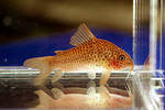 polystictus_spot_01_05.JPG