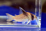bicolor_spot_01_02.JPG