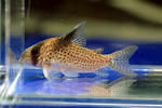 bicolor_spot_01_03.JPG