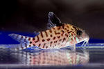ambiacus_sp_01_01.JPG