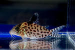 ambiacus_sp_01_02.JPG