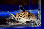 ambiacus_sp_01_03.JPG