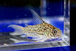 loretoensis_01_02.JPG