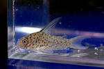loretoensis_01_03.JPG