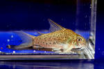 loretoensis_ozawae_01_02.JPG