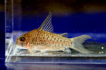 loretoensis_colombia_01_01.JPG