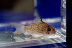 loretoensis_colombia_01_03.JPG
