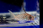 loretoensis_supernanai_01_01.JPG