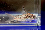 loretoensis_supernanai_01_02.JPG