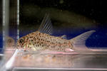 loretoensis_supernanai_01_03.JPG