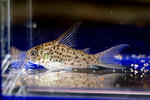 loretoensis_highfin_01_01.JPG