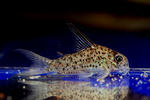 loretoensis_highfin_01_02.JPG